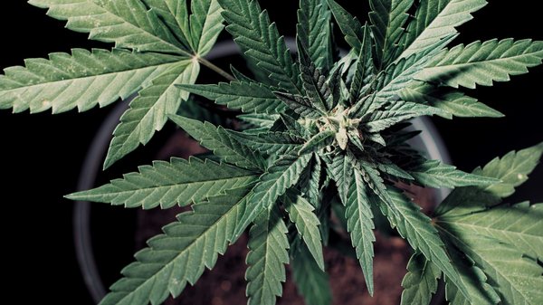 Découvrez comment consommer la fleur chanvre